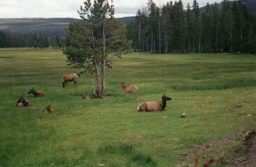 herd elk in the valley