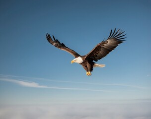 Fototapeta premium american bald eagle