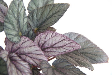 Begonia rex, begonia with vibrant ornamental leaves, Christmas plant, on white background