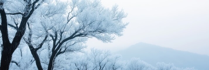 Fototapeta premium 冬の霜で覆われた木々と薄曇りの空が広がる静かな風景が広がっている