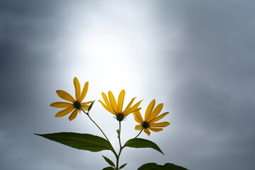曇り空の黄色い花