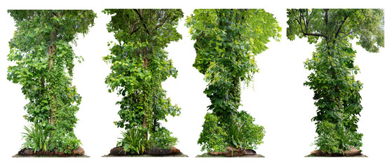 Big set of the tree trunk with many leaves and small vines hanging down. At the roots there are...