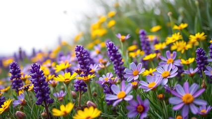 Obraz premium spring meadow with vibrant purple and yellow flowers, blossoming flowers, flower field