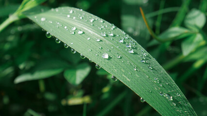 Naklejka premium rain drops on a grass