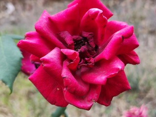 A rose is a fragrant and colorful flower known for its delicate layered petals,Una rosa es una flor...