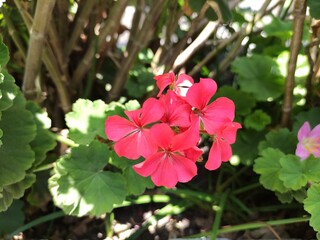 Obraz premium Soft red flower close up the texture of the flowerFlor roja suave de&nbsp; cerca&nbsp; la textura dela flor(10229