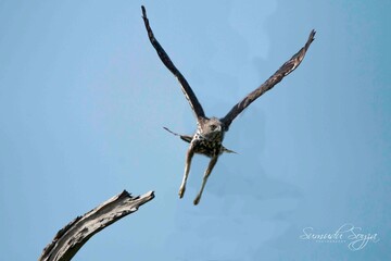 Sri Lankan Birds in the Wild, Sri Lanka 