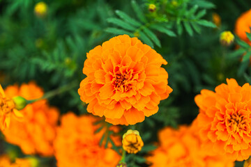 あかぼり小菊の里マリーゴールドのある風景