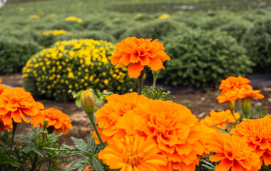 あかぼり小菊の里マリーゴールドのある風景