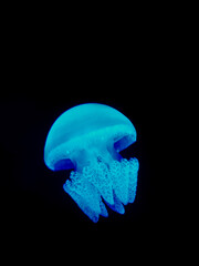 Blue Jellyfish in Darkness - Ideal for marine life studies, ocean-themed designs, or creating a serene aquatic atmosphere.