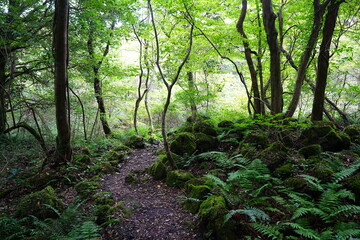 Fototapeta premium mossy rocks and old trees in autumn forest