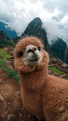 Obraz premium A close-up of a friendly alpaca in front of Machu Picchu, showcasing the stunning landscape.