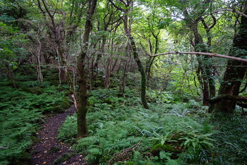 Fototapeta premium refreshing autumn forest and path