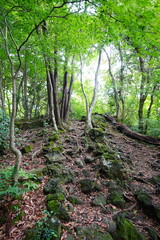 Fototapeta premium mossy rocks and old trees in autumn forest