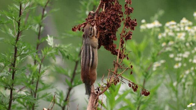 A chipmunk storing food in its cheeks 