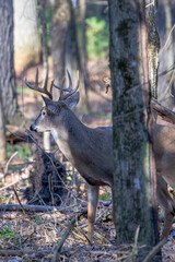 Adult white-tailed deer buck (Odocoileus virginianus) in the woods during the rut