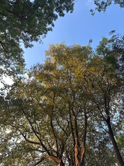 Obraz premium trees in the park