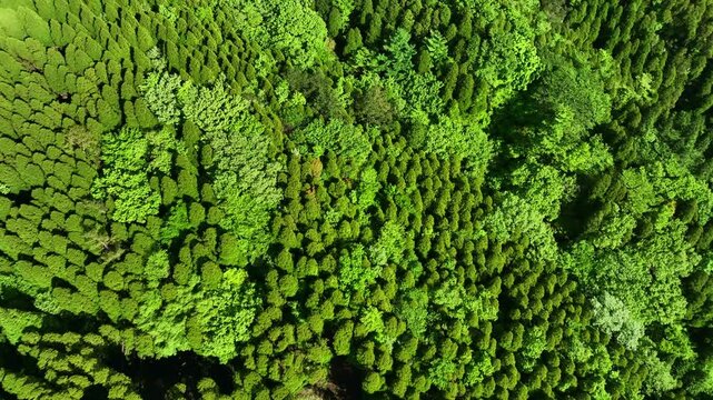 森林、空撮、環境、サステナビリティ、ドローン、真俯瞰、真上、自然、エコロジー、SDGs、樹木、木々、樹海、新緑、大地、グリーン、エコシステム、地球環境、環境保護、気候変動、サステナブル、持続可能な開発目標、ESG投資、CSR、TCFD、環境問題、社会、クリーン、グリーンカーボン、地球、光合成、二酸化炭素、酸素、サステイナブル、サスティナブル、持続可能性、レジリエンス、俯瞰、ハイアングル、鳥瞰図、パ
