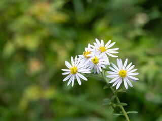 Obraz premium 秋の野に咲くノコンギク