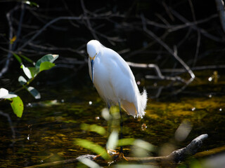 Snowy Egret Egretta thula ORDER: Pelecaniformes FAMILY: Ardeidae