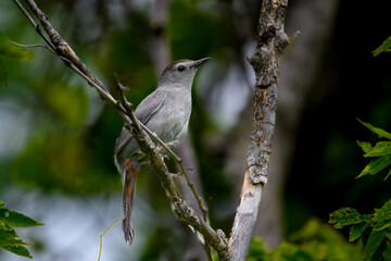 Gray Catbird Dumetella carolinensis Perched in tree