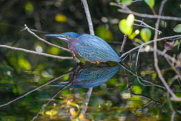 Green Heron Butorides virescens ORDER: Pelecaniformes FAMILY: Ardeidae