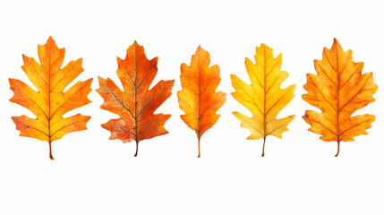 Fototapeta premium Five Vibrant Autumn Leaves Displayed Against a Clean White Background, Showcasing the Delicate Veins and Hues of Nature's Transition.
