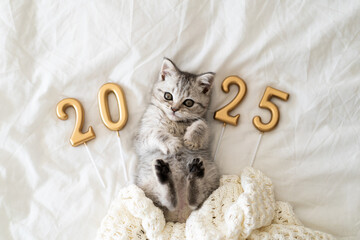 A cute tabby kitten of the Scottish straight cat breed sits on a knitted blanket. Good New Year...