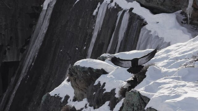 An enormous Andean condor flaps its wings near a cliff as it lands gracefully on the snow in slow-motion. Patagonia.