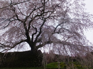 青空と千年の枝垂桜が見応え。（日本）