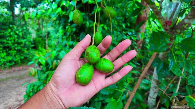 Hand holding Fruits of Spondias mombin hanging in plant,hog plum, amra or cajazeira