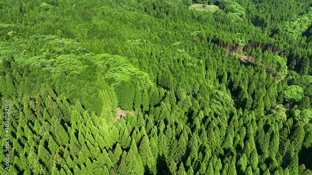 Aufkleber 森林、空撮、風景、景色、自然、環境、ドローン、SDGs、サステナビリティ、山林、樹木、グリーン、農村、林業、農業、裾野、杉林、原生林、樹海、俯瞰、ハイアングル、展望、パノラマ、鳥瞰図、上から見た、見下ろす、景観、迫力、新緑、大地、エコロジー、エコシステム、地球環境、環境保護、気候変動、サステナブル、持続可能な開発目標、グリーンカーボン、レジリエンス、木々、植林、植物、飛行、材木、地球、旅行、観光、