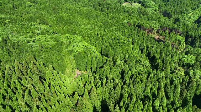 森林、空撮、風景、景色、自然、環境、ドローン、SDGs、サステナビリティ、山林、樹木、グリーン、農村、林業、農業、裾野、杉林、原生林、樹海、俯瞰、ハイアングル、展望、パノラマ、鳥瞰図、上から見た、見下ろす、景観、迫力、新緑、大地、エコロジー、エコシステム、地球環境、環境保護、気候変動、サステナブル、持続可能な開発目標、グリーンカーボン、レジリエンス、木々、植林、植物、飛行、材木、地球、旅行、観光、