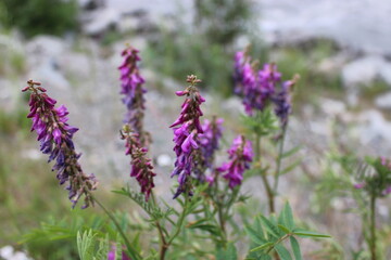 Fototapeta premium Fireweed close to winter