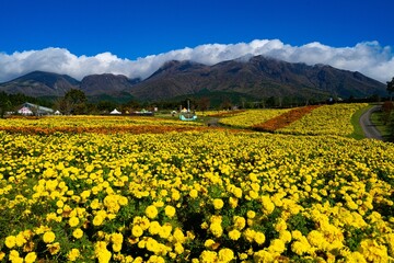 Fototapeta premium 久住高原のマリーゴールド