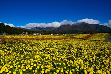 Fototapeta premium 久住高原のマリーゴールド