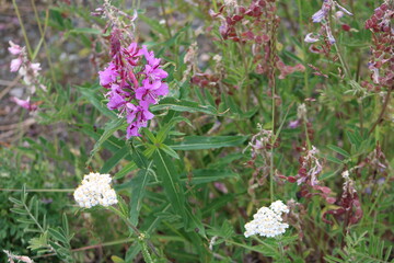 Fototapeta premium Flowers in field