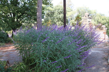 lavender field in region