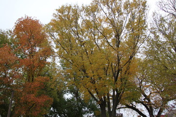 trees in autumn