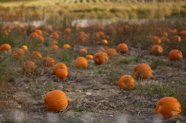 pumpkin in the field