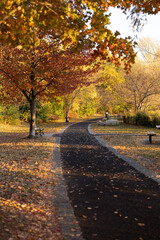 autumn scene  in the park Arlington MA , Spy Pond 