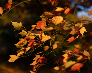 autumn leaves