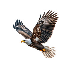 Obraz premium Majestic Bald Eagle in Flight Against White Background