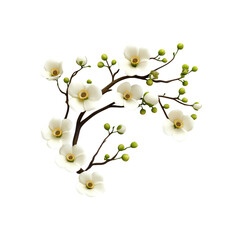 Delicate White Blossoms on a Branch Spring Floral Arrangement