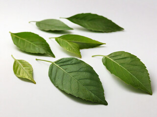 Fototapeta premium A vibrant collection of leaves in various shapes on a white background.