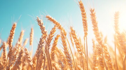 Obraz premium 46.A close-up view of a bunch of ripe, golden-brown wheat stalks gently swaying in the breeze against a clear blue sky. The focus is on the intricate details of the grain heads, with the sunlight