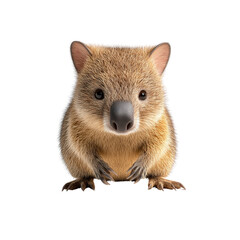 Obraz premium Adorable Quokka Baby Posing for the Camera