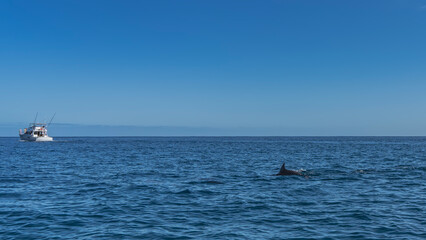 Naklejka premium The dolphin's back and dorsal fin are visible above the ocean surface. Ripples on the water. A tourist boat is in the distance. Blue sky, clouds. Mauritius. Dolphin watching.
