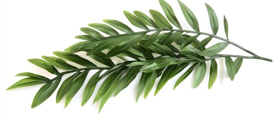 Obraz premium Lush Green Branch, Vibrant Foliage, Natural Beauty, Isolated on White Background