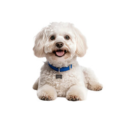 Obraz premium Adorable White Fluffy Dog Lying Down, Happy Expression